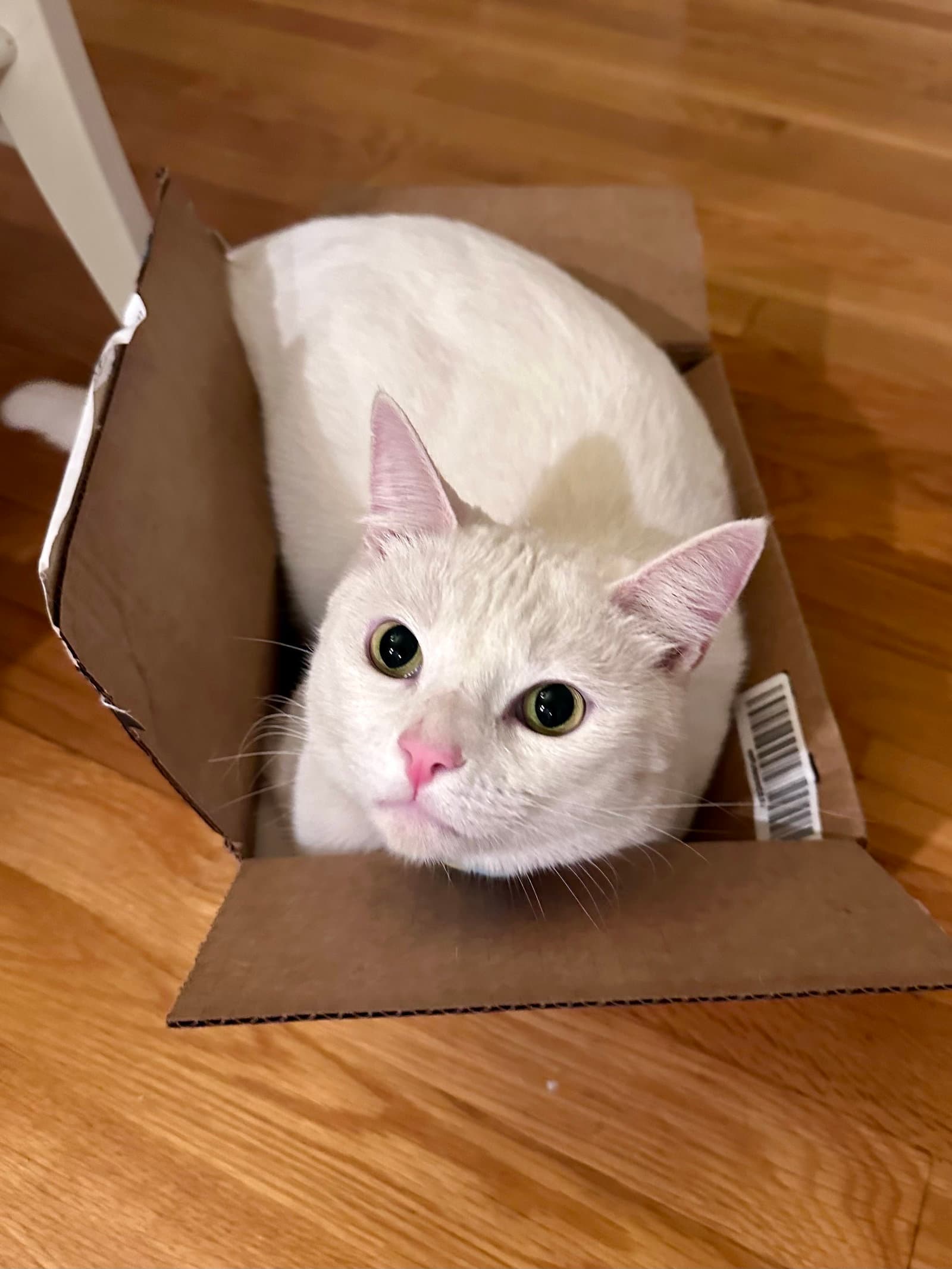 Milky - Domestic Short Hair