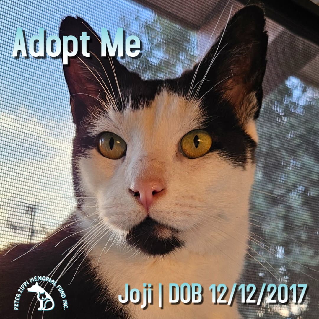 Joji Aka Joe - Domestic Short Hair