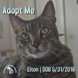 Elton image 1