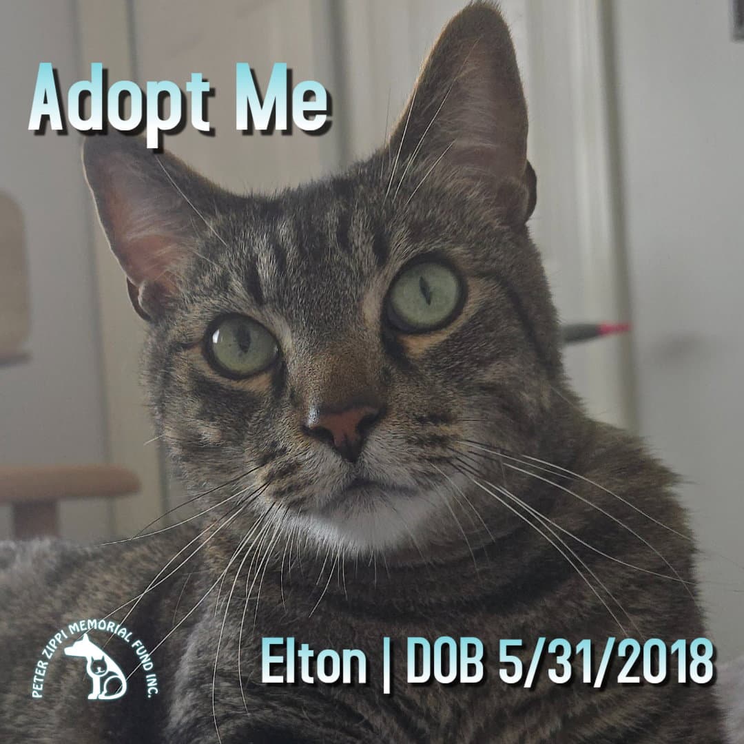 Elton - Tabby