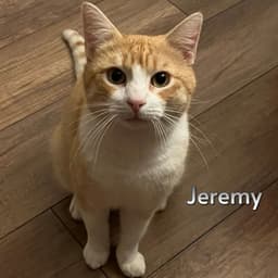 Jeremy image 1