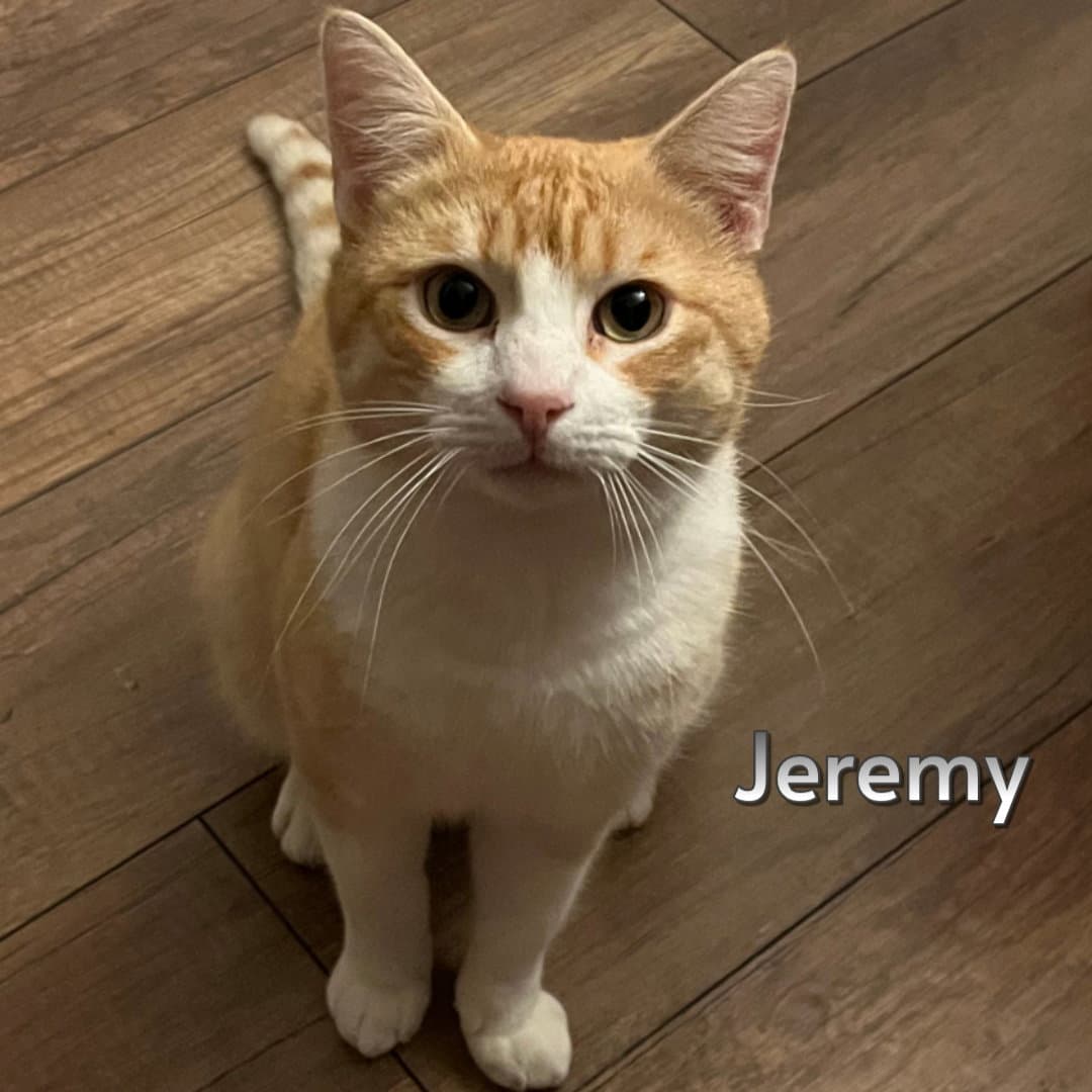 Jeremy - Domestic Short Hair