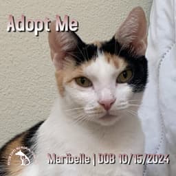 Maribelle image 1