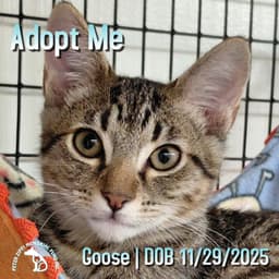 Goose image 1