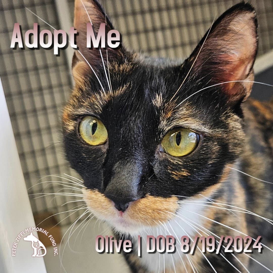 Olive - Calico