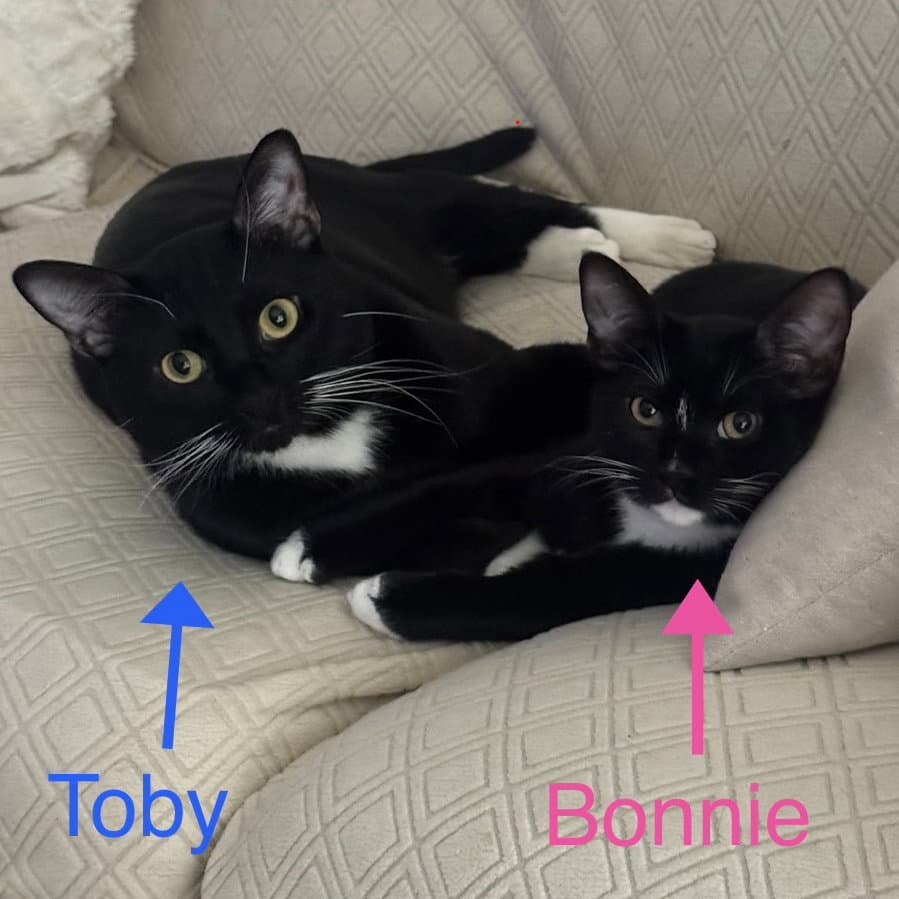 Toby  Bonnie - Domestic Short Hair