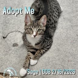 Sage image 1
