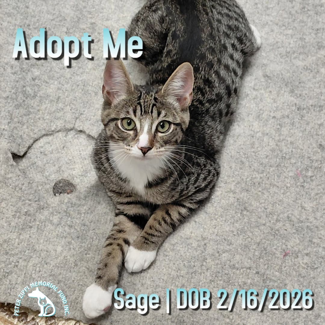 Sage - Domestic Short Hair