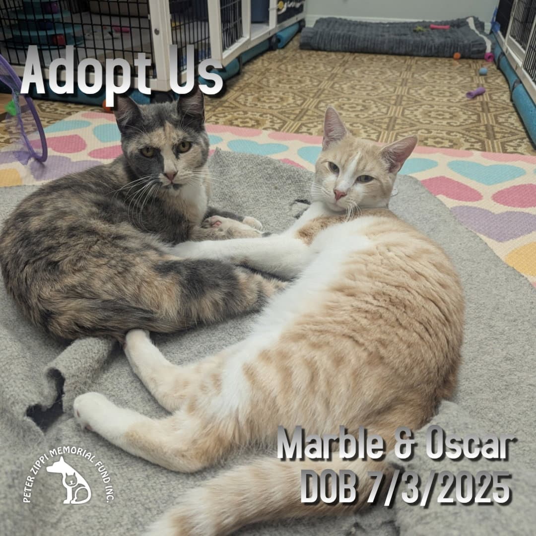 Marble  Oscar - Domestic Short Hair