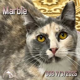 Marble  Oscar image 2