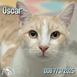 Marble  Oscar image 3
