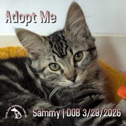 Sammy image 1