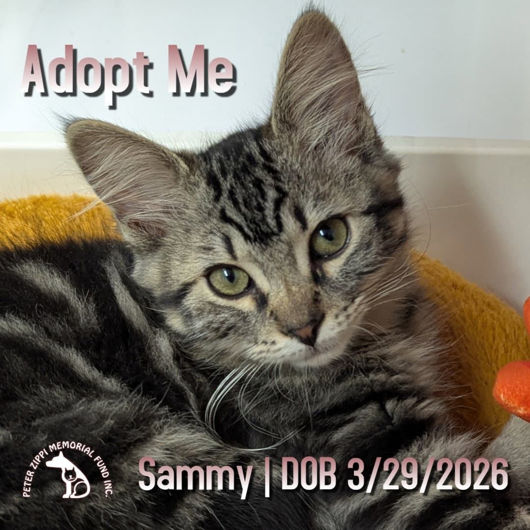 Sammy - Tabby