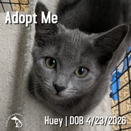 Huey image 1