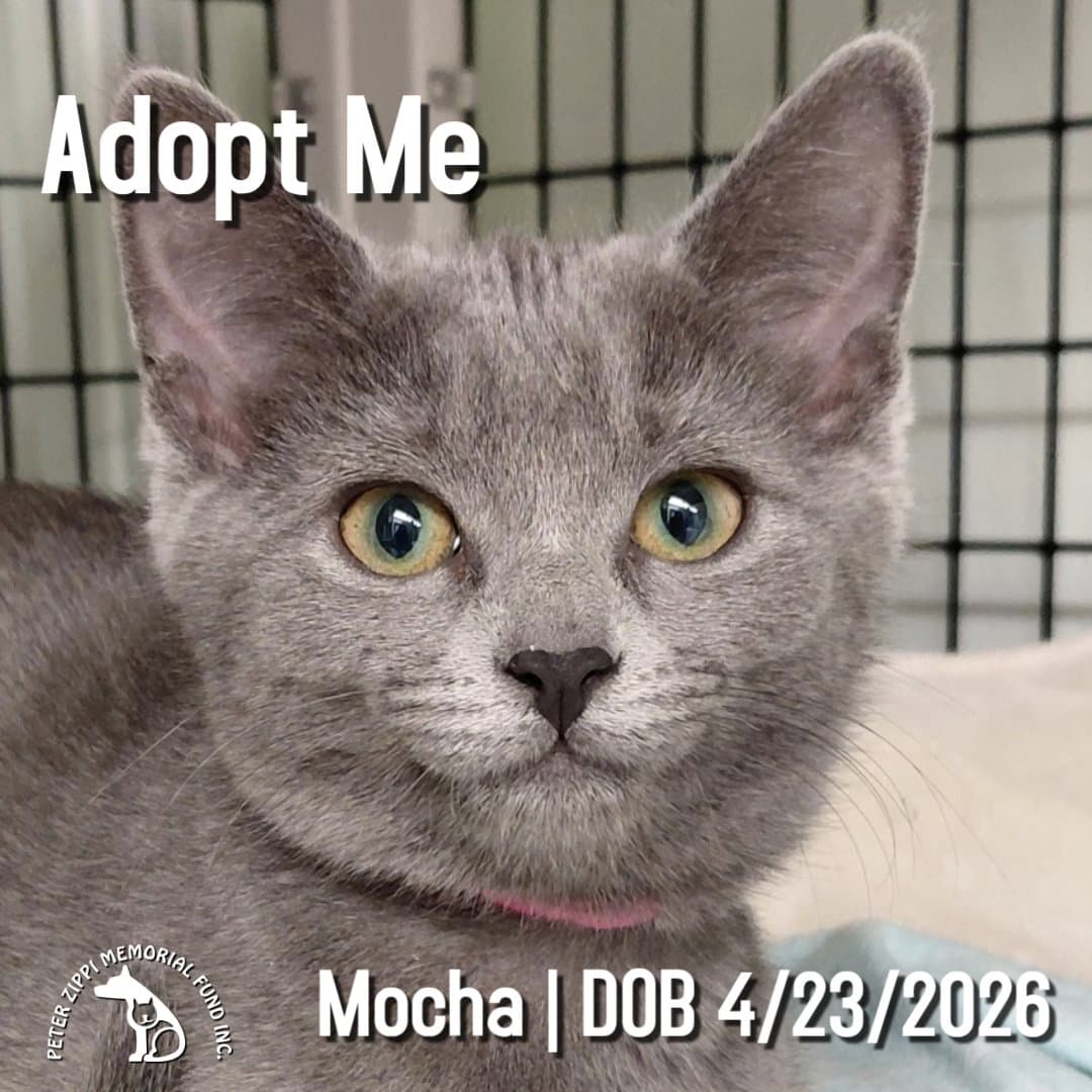 Mocha