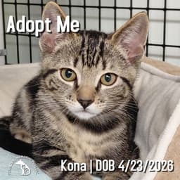 Kona image 1
