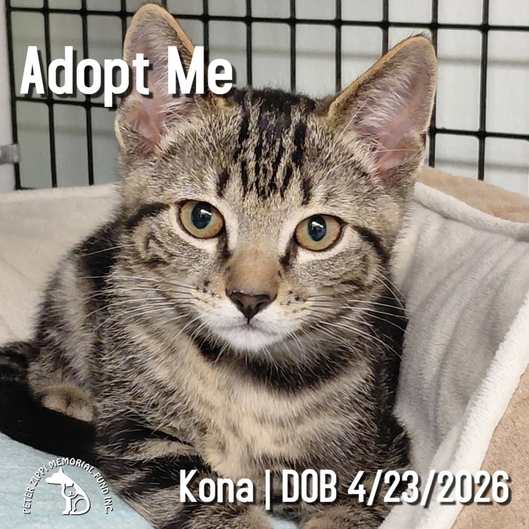 Kona - Tabby