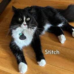 Stitch Courtesy Posting image 1