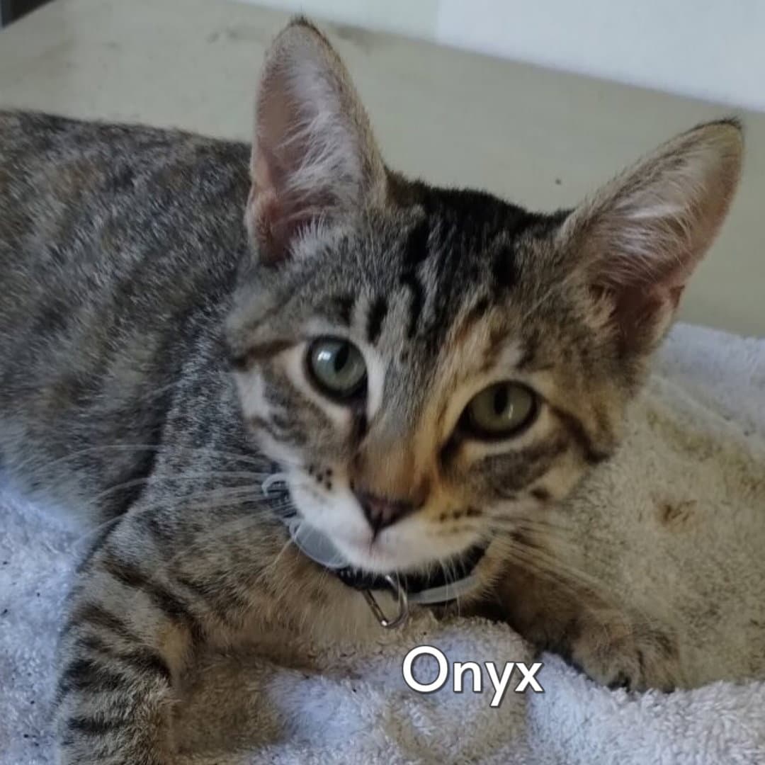 Onyx Courtesy Posting - Torbie