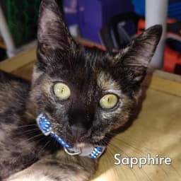 Sapphire Courtesy Posting image 1