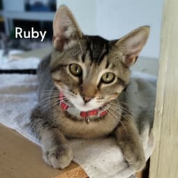 Ruby Courtesy Posting image 1
