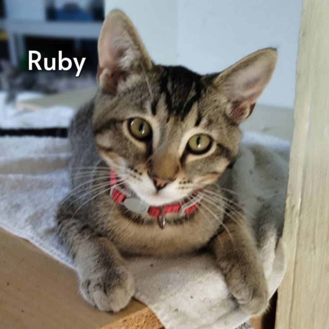 Ruby Courtesy Posting - Tabby