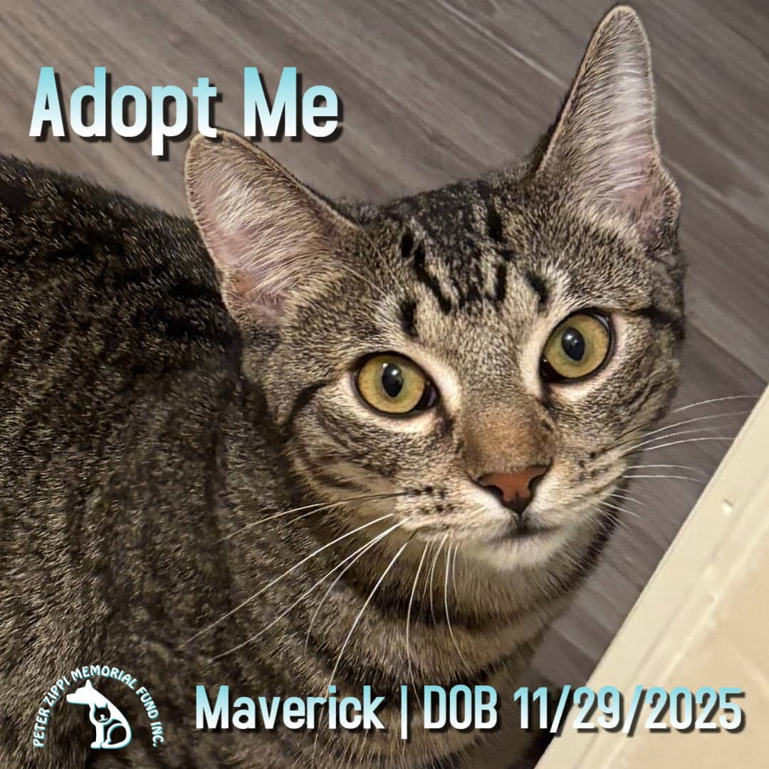 Maverick - Tabby