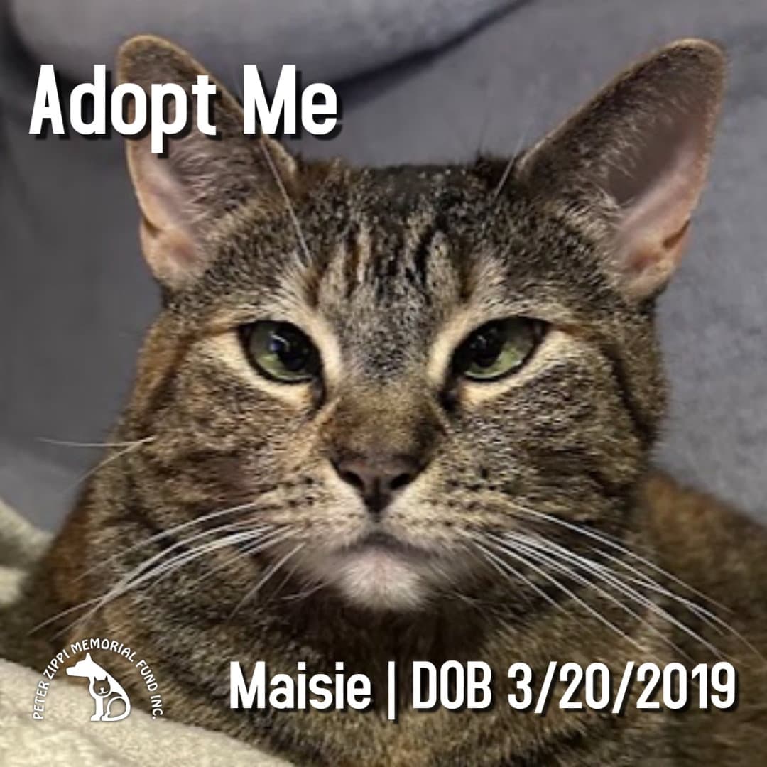 Maisie - Tabby
