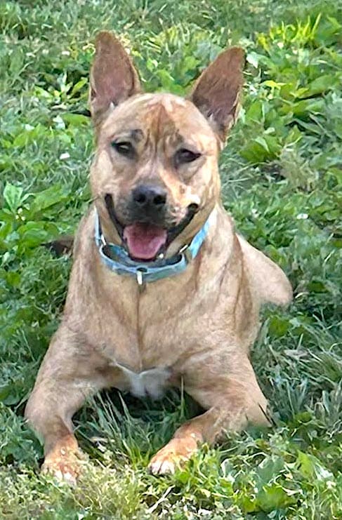 Poppy - Carolina Dog