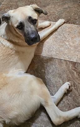 Sheba image 1
