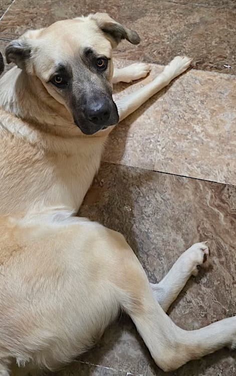 Sheba - Anatolian Shepherd