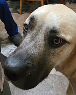 Sheba image 4