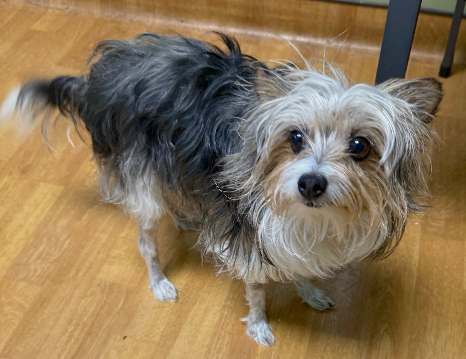 Sunni - Yorkshire Terrier Yorkie