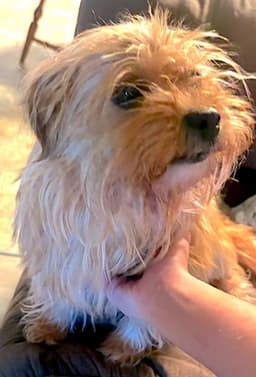 Bailey image 1