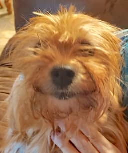 Bailey image 2