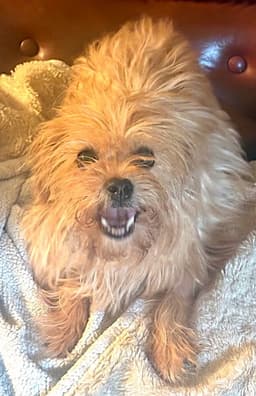 Bailey image 3