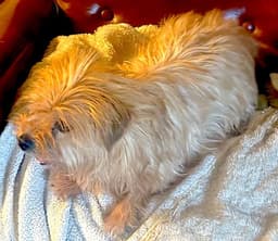 Bailey image 4