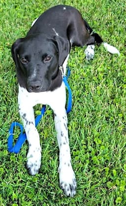 Millie image 1
