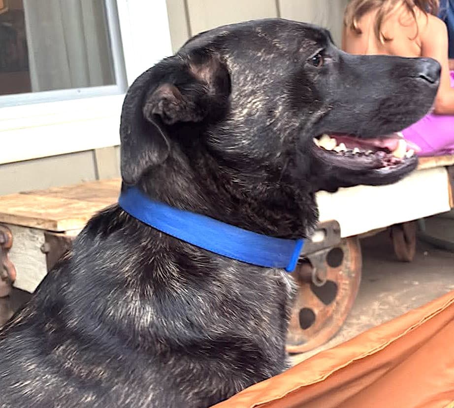Mara - Labrador Retriever