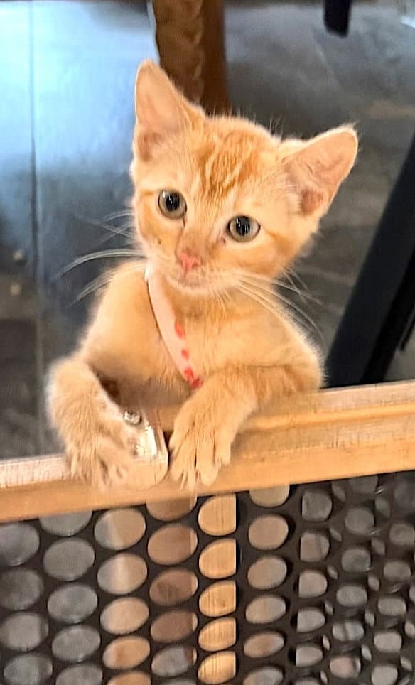 Luzzie - Domestic Short Hair