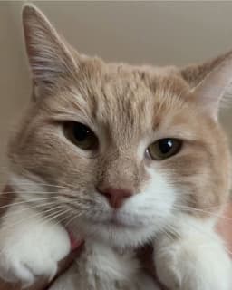 Taffy image 1