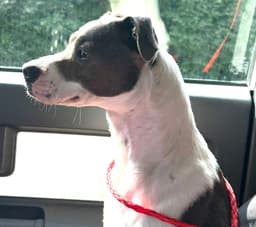 Sasha image 3