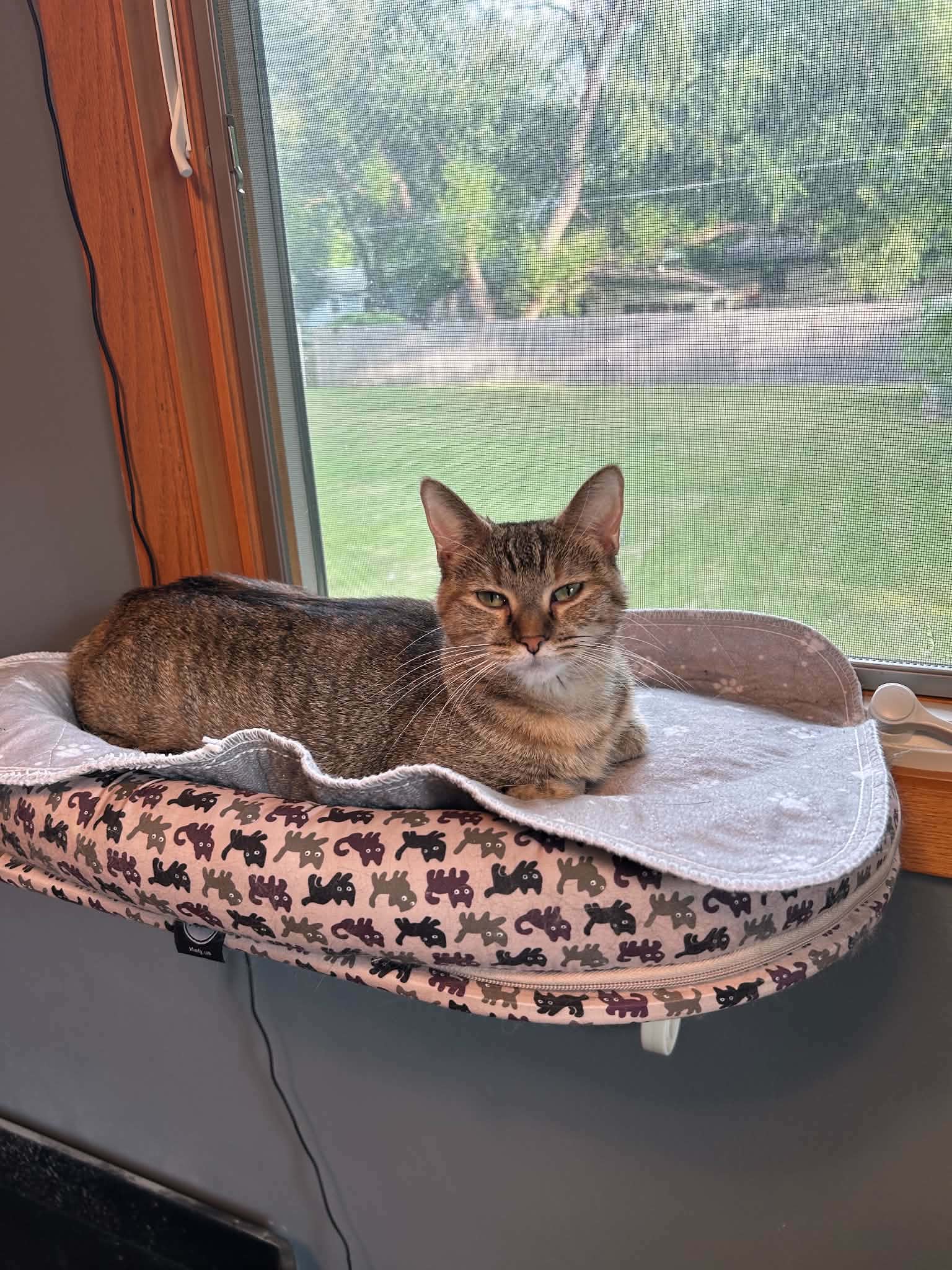 Aretha - Domestic Short Hair