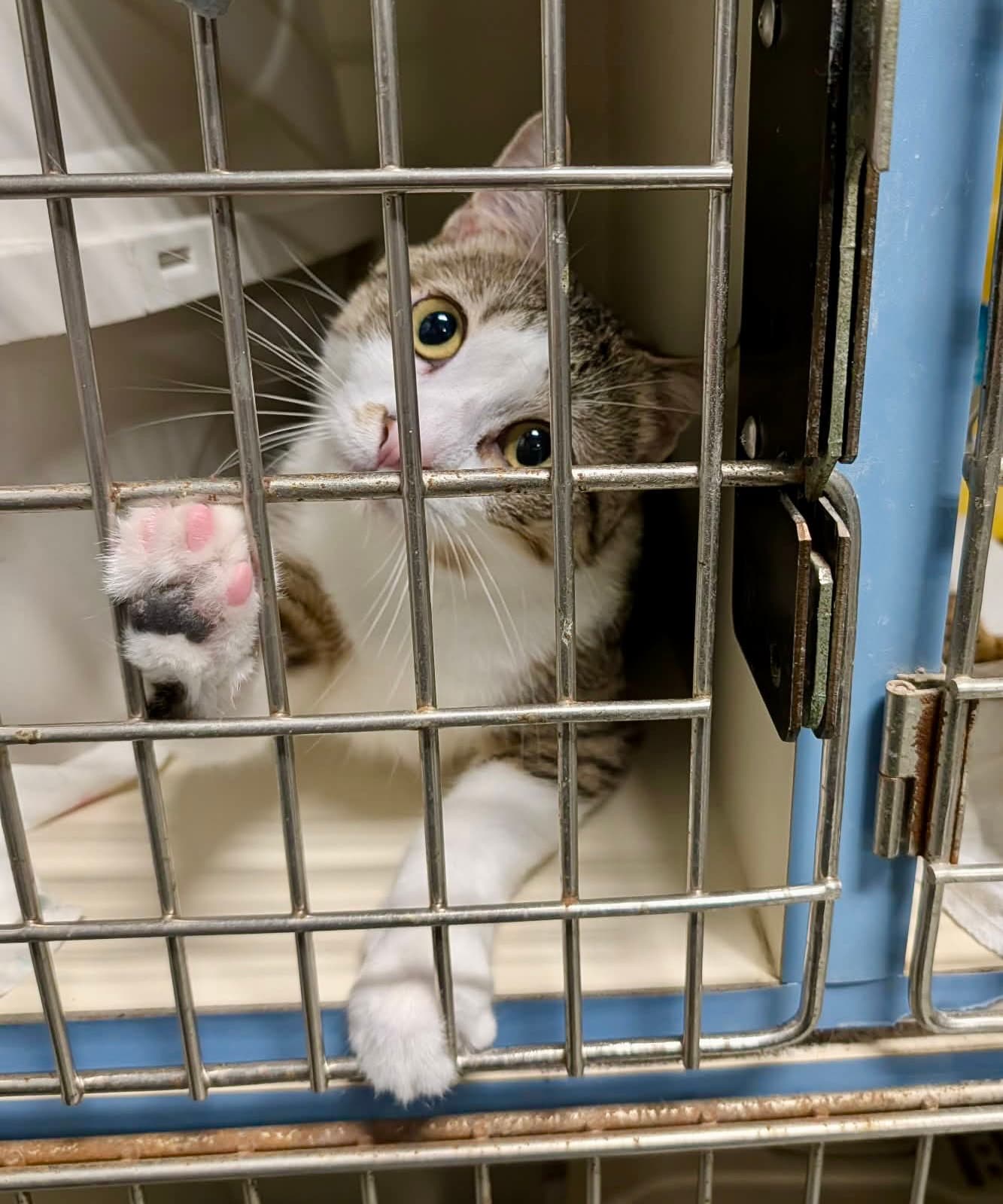 Charleston - Domestic Short Hair