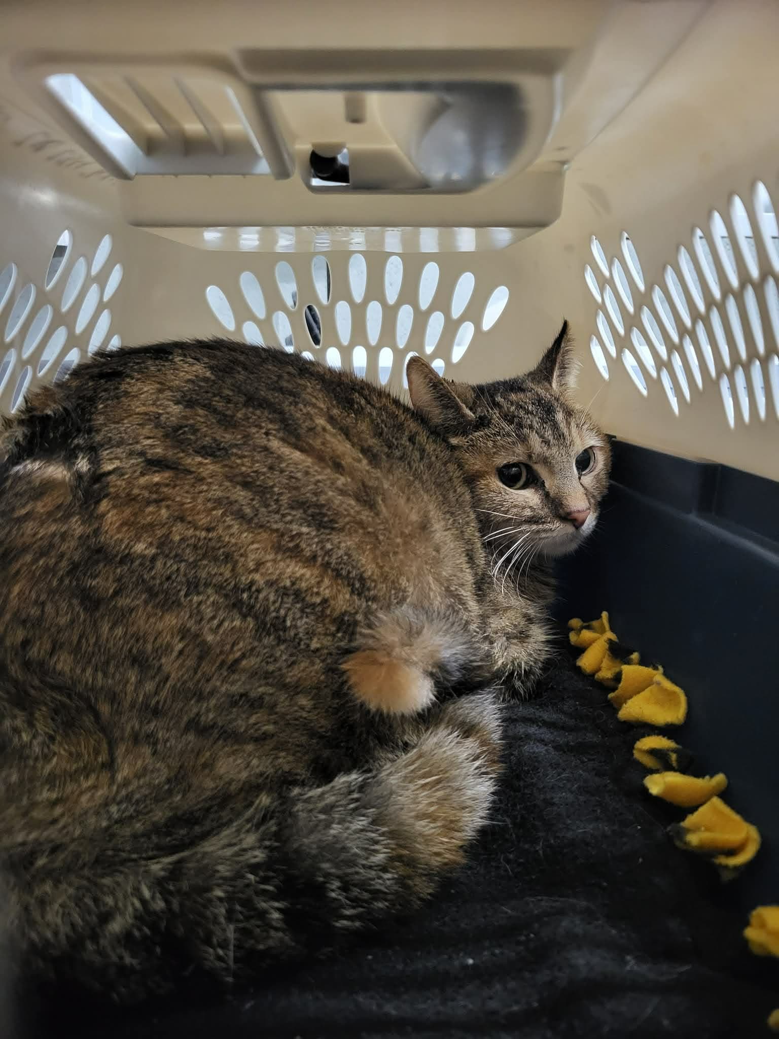 Ardell Barnshop Kitty - Domestic Short Hair