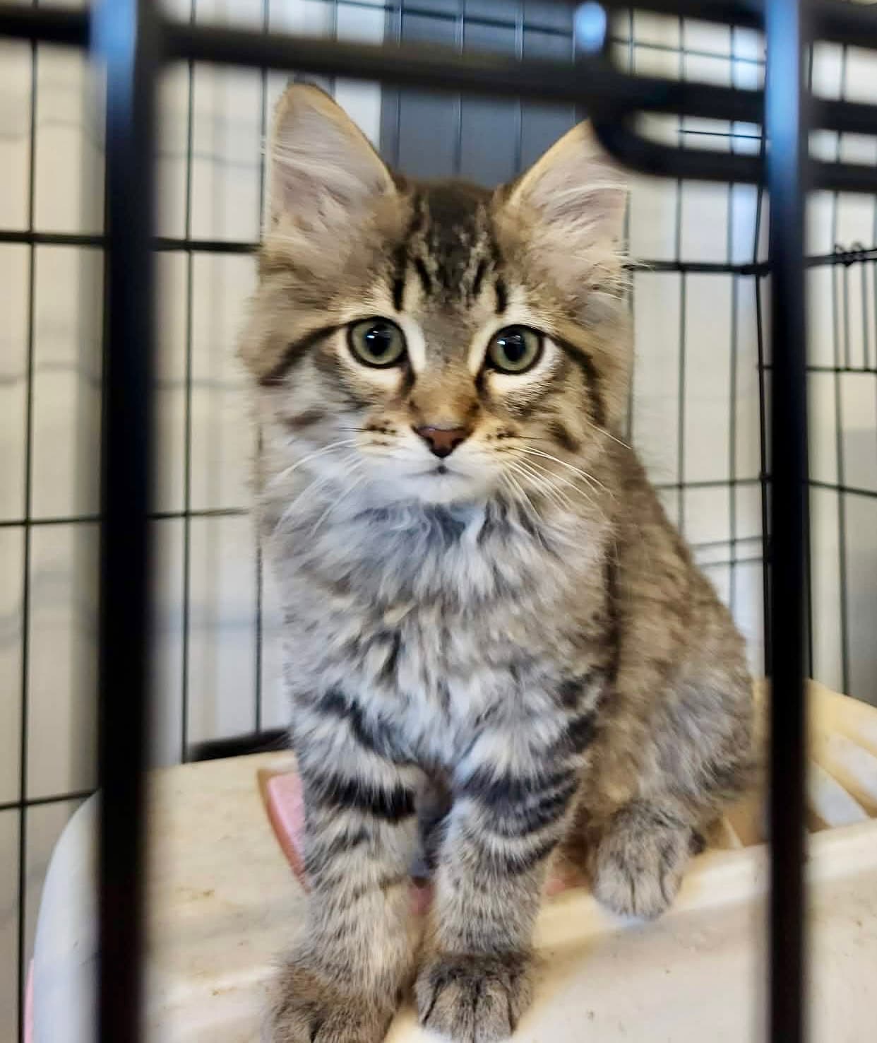 Monique - Domestic Short Hair