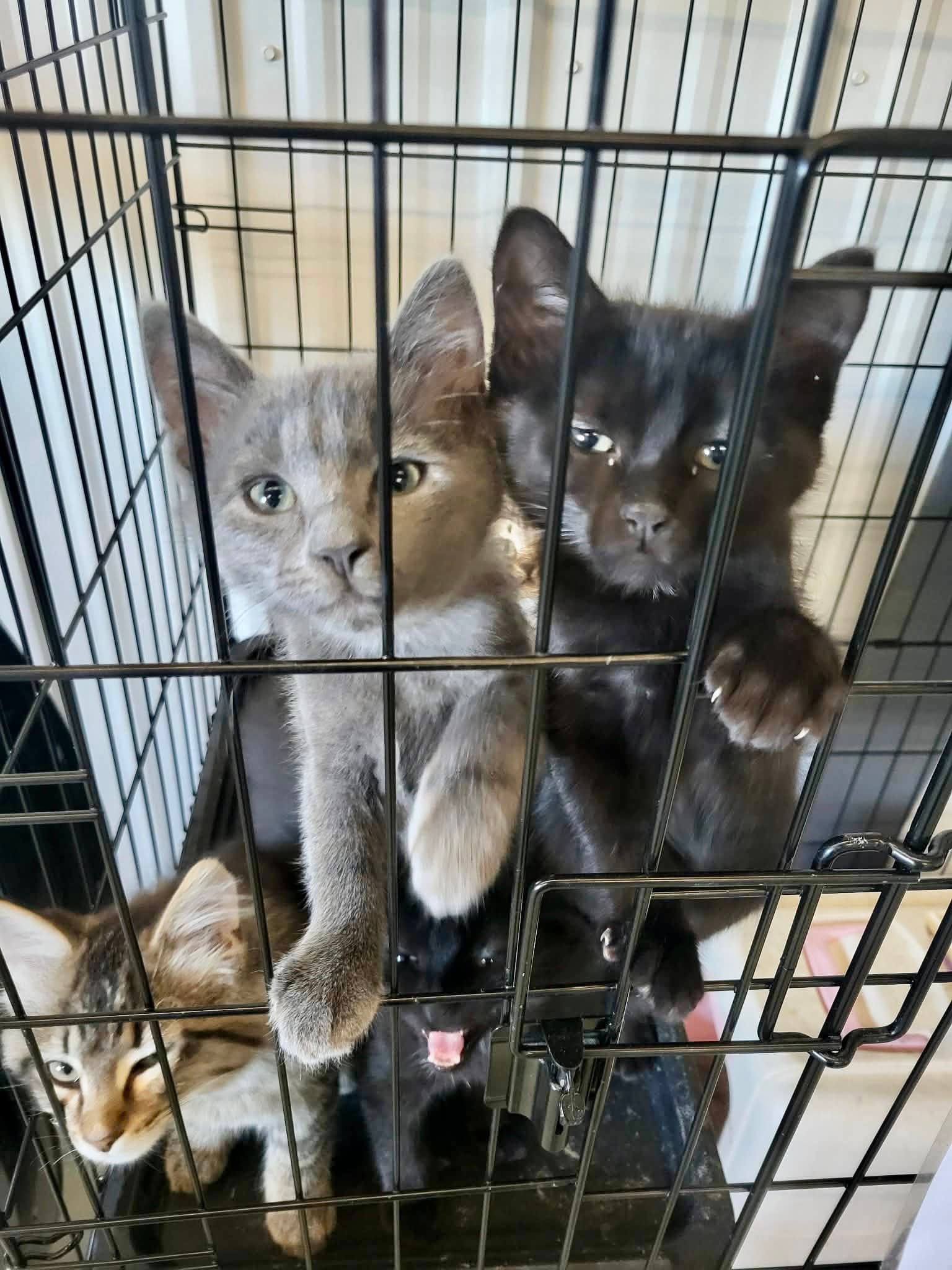 Gronk - Domestic Short Hair