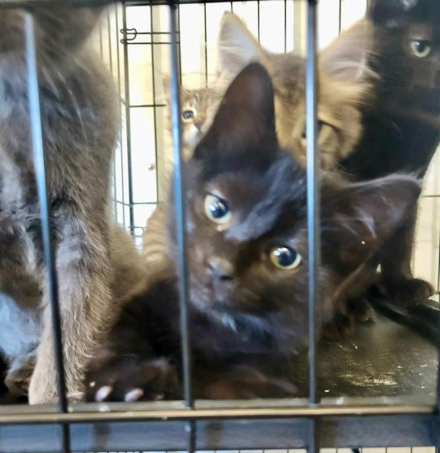 Luna - Domestic Short Hair