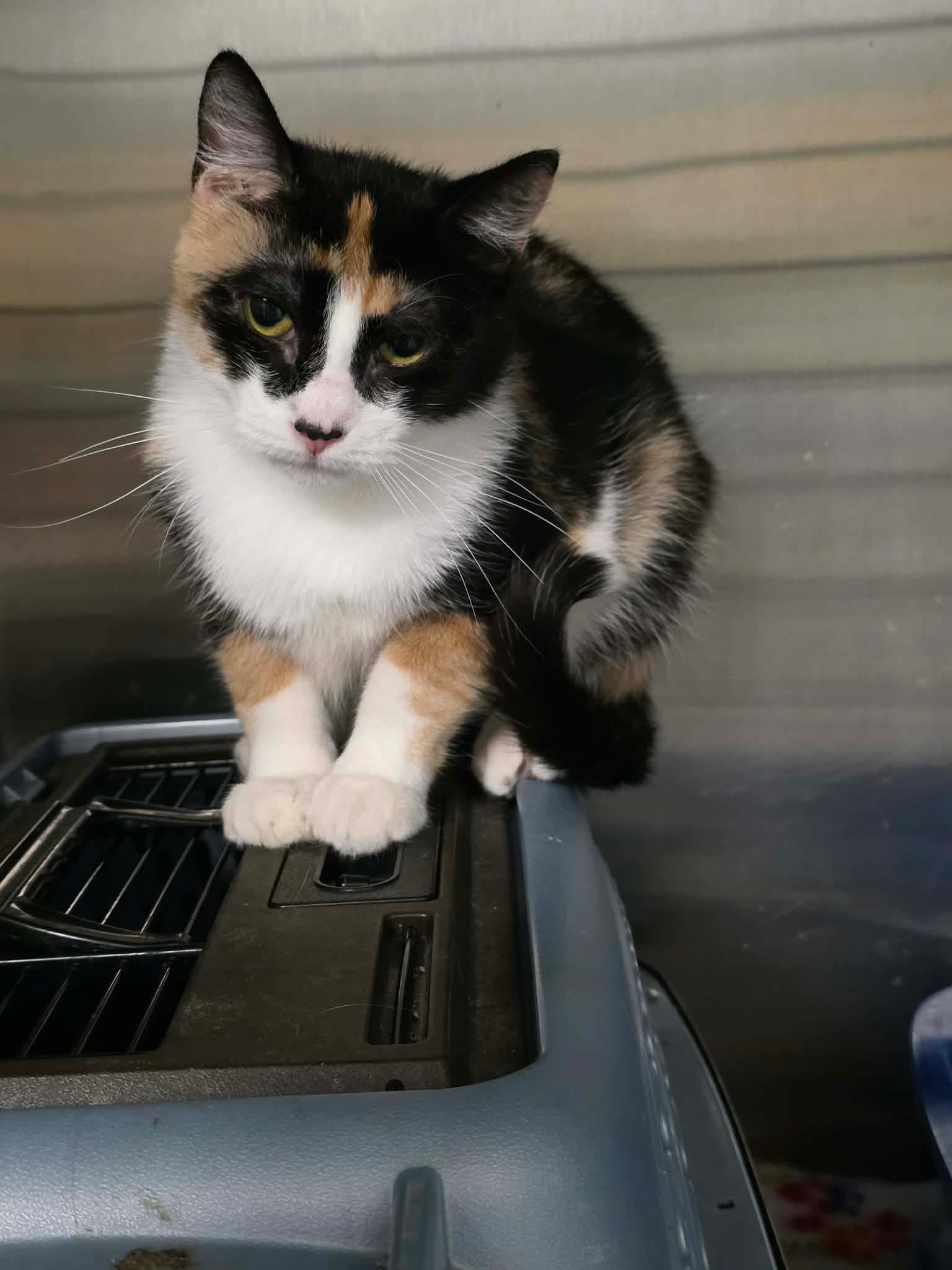 Annabelle - Domestic Short Hair