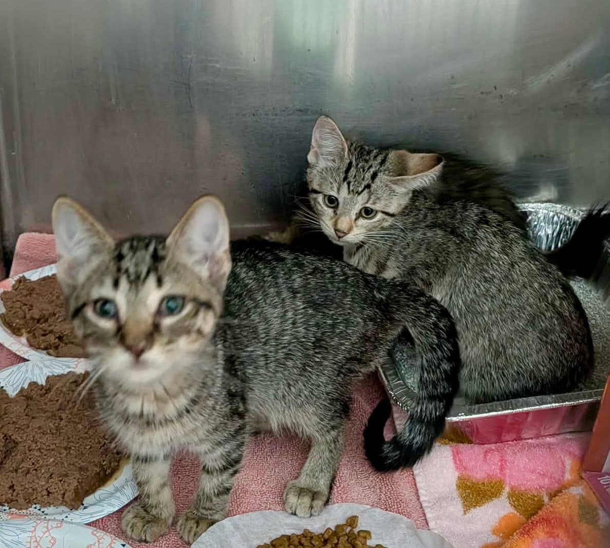 Hagar - Domestic Short Hair